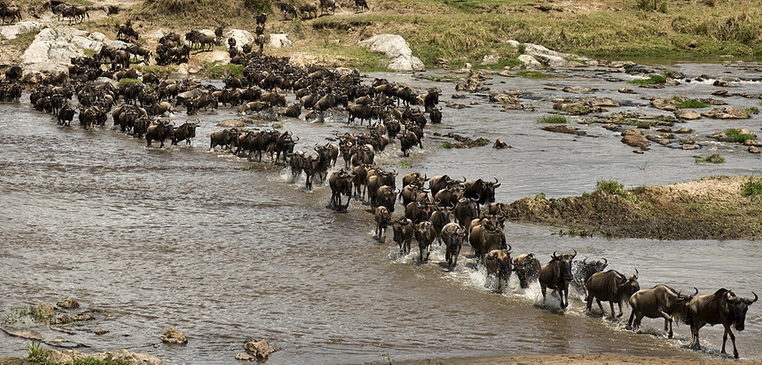 Image result for Serengeti migration safari