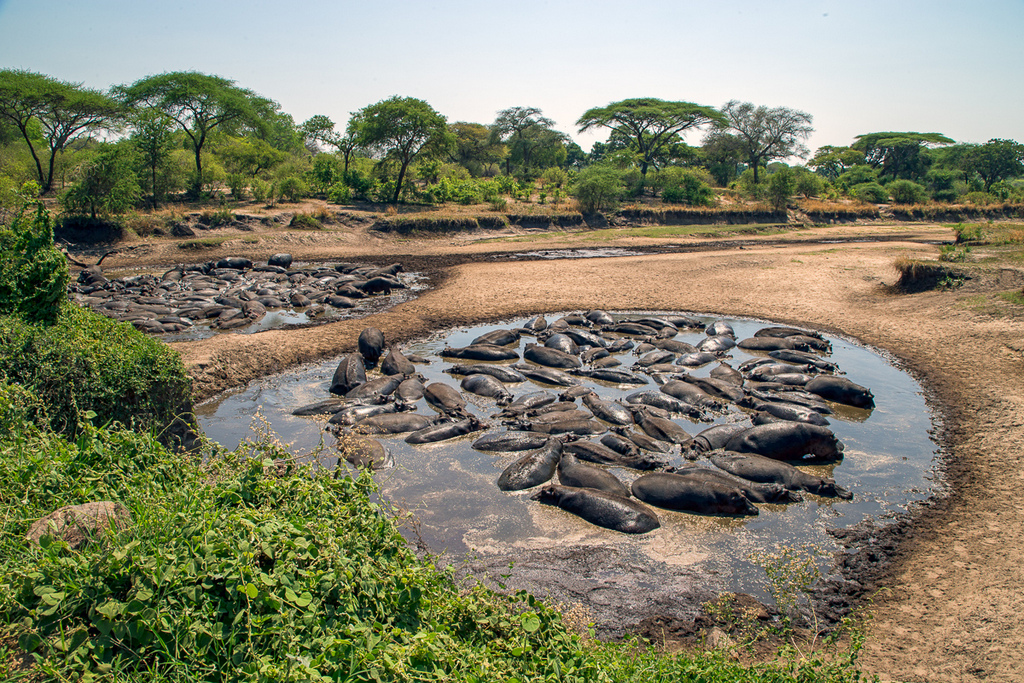 4 Days Katavi Safaris