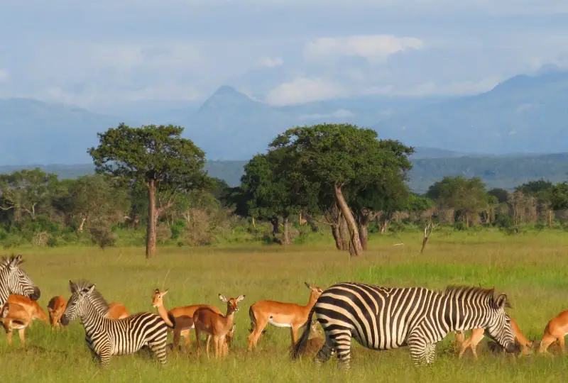 5 Days Nyerere And Mikumi Southern Safari