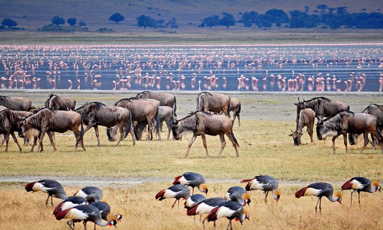 Ngorongoro-Crater-day-trip