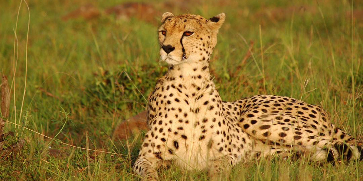 5 Days Nyerere And Mikumi Southern Safari