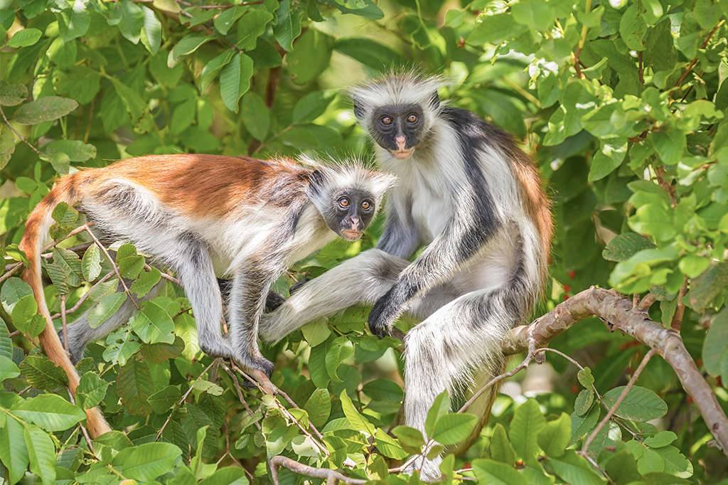 Red-Colobus-monkeys-on-top-of-a-tree-at-Mahale-Mountains-National-Park-