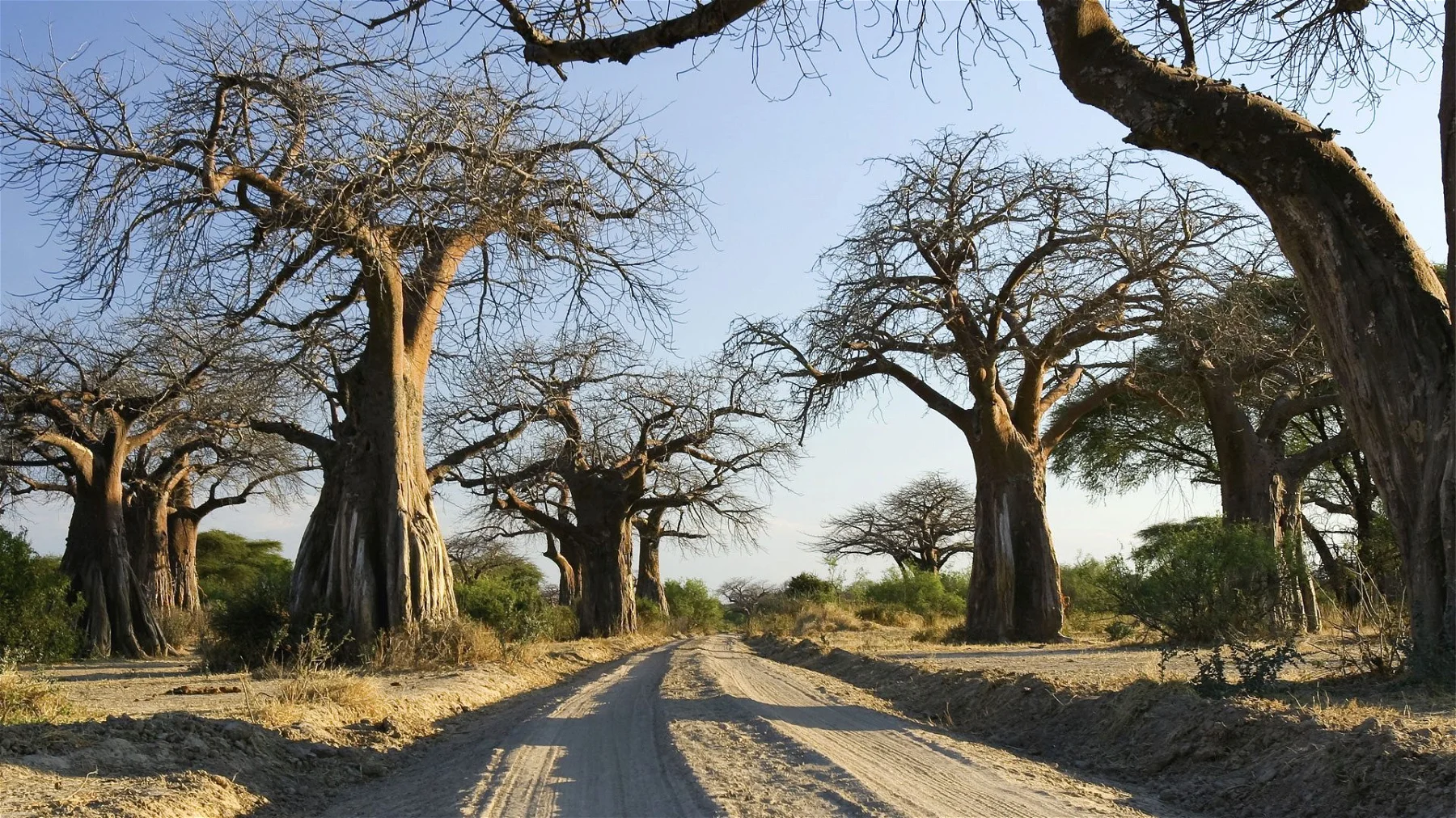 Ruaha-National-Parks-1