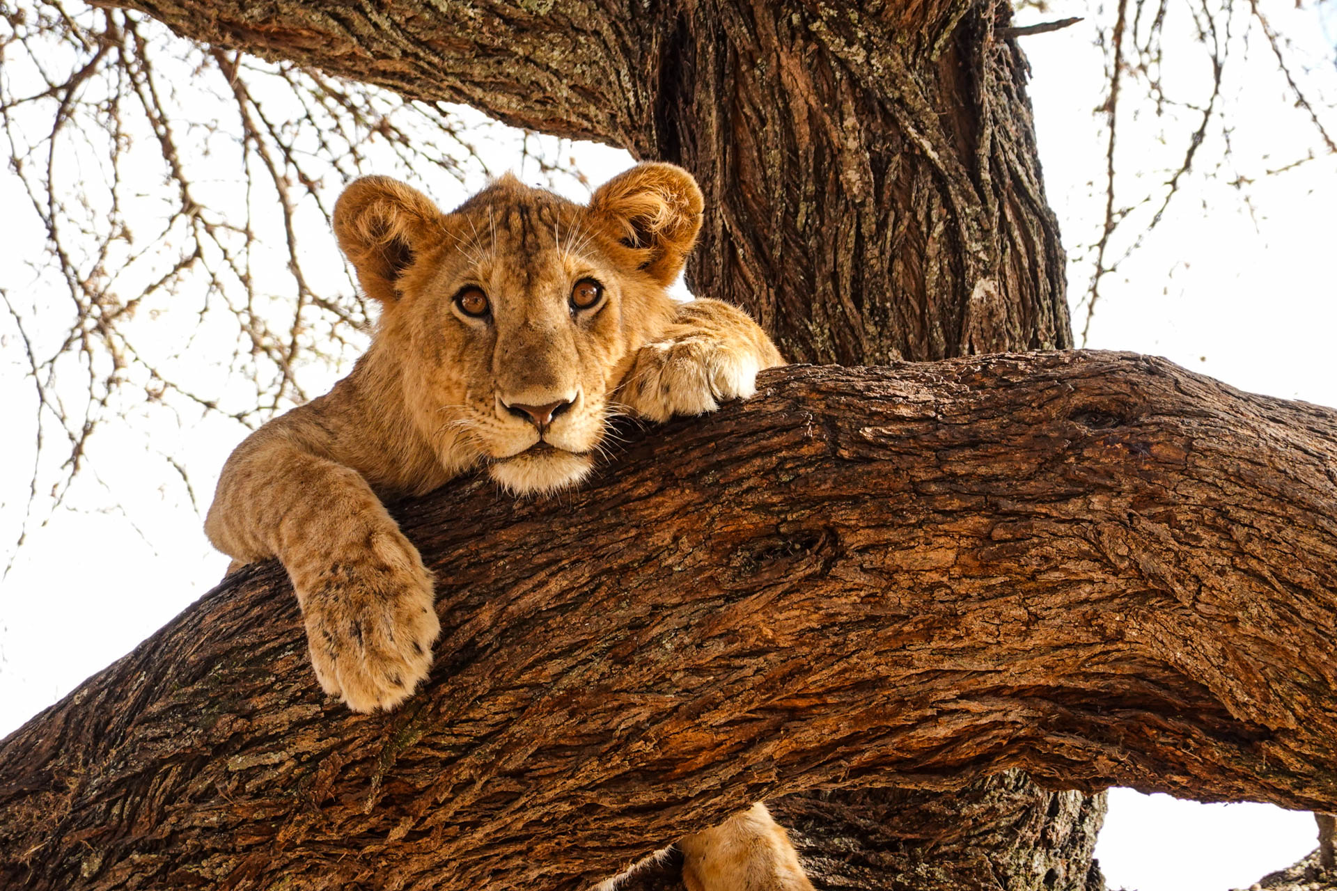 Best-Safari-Vacations-With-Eastland-Adventures-106