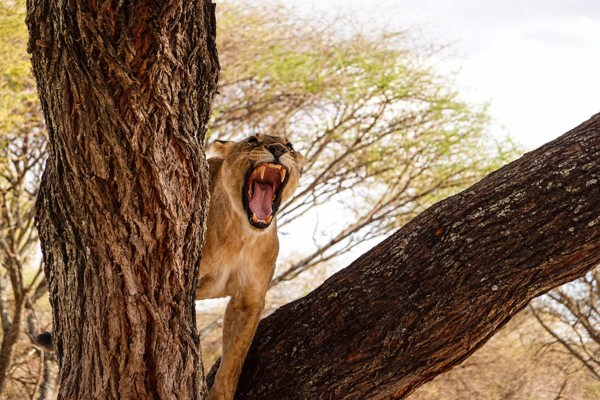 Best-Safari-Vacations-With-Eastland-Adventures-110