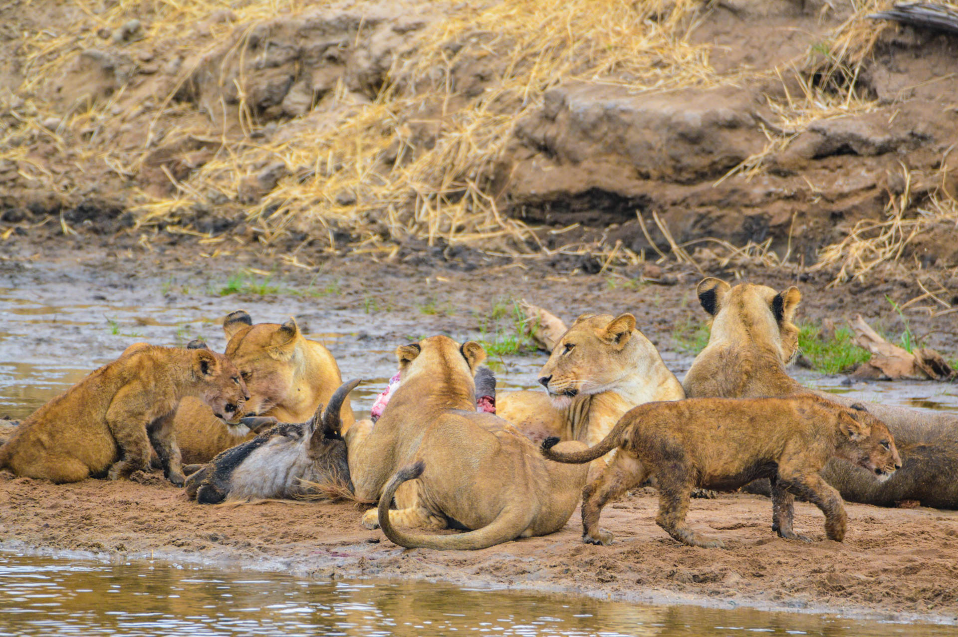 Eastland-Adventures-Safari-Tour020