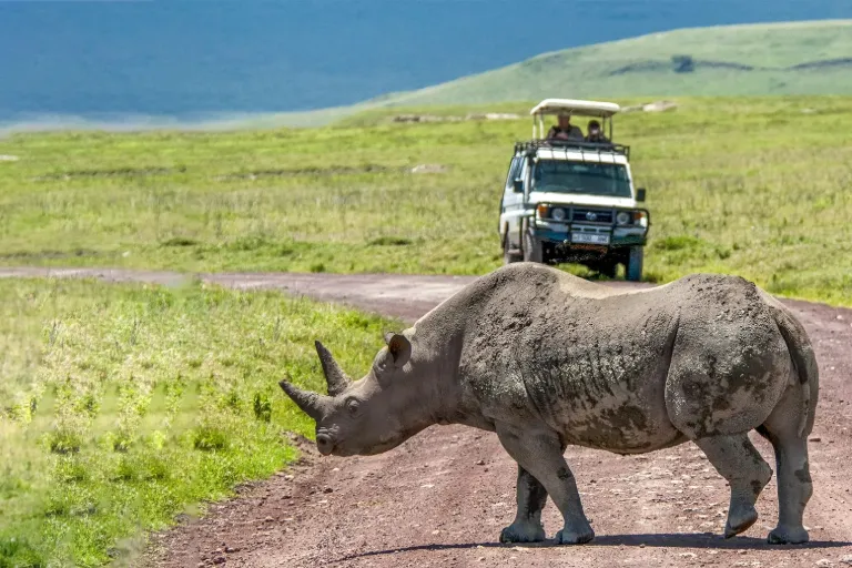 ngorongoro crater safaris