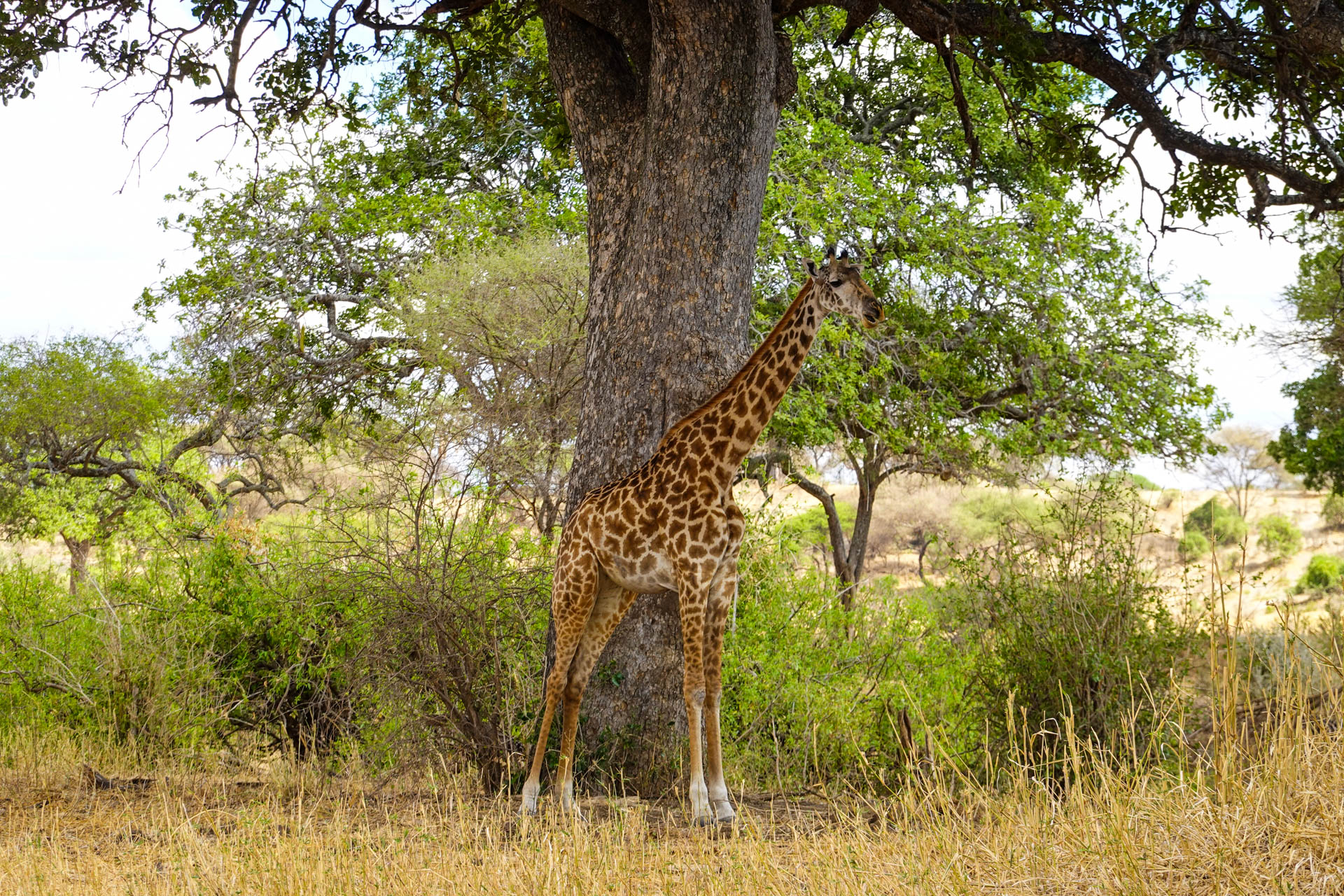 Safari-Holidays-With-Eastland-Adventures-91