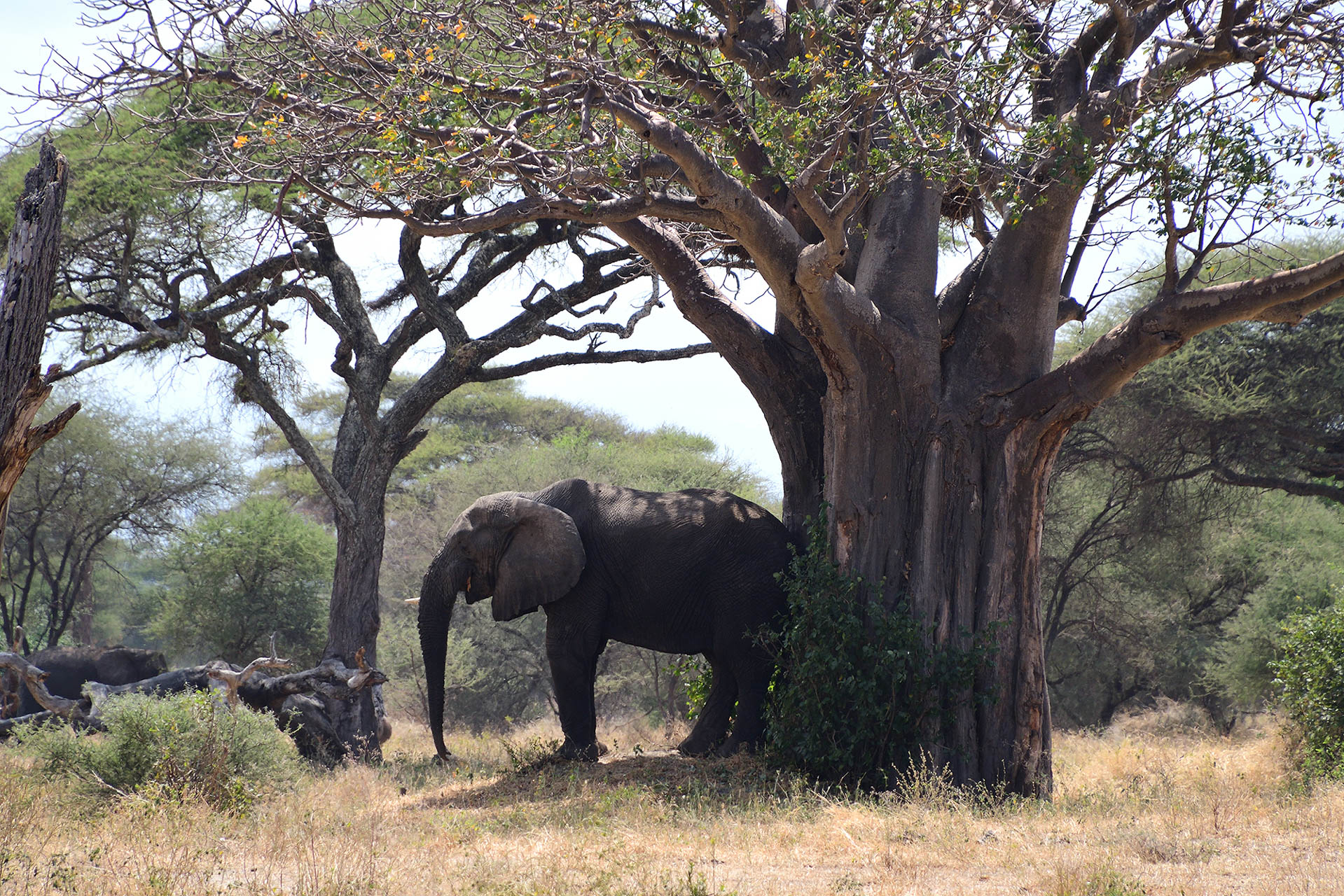 tanzania-safari-with-eastland-14