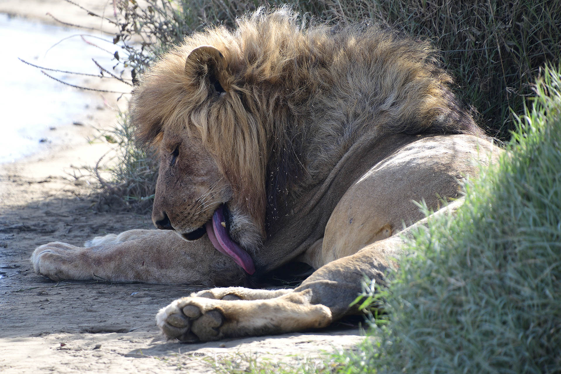 tanzania-safari-with-eastland-16