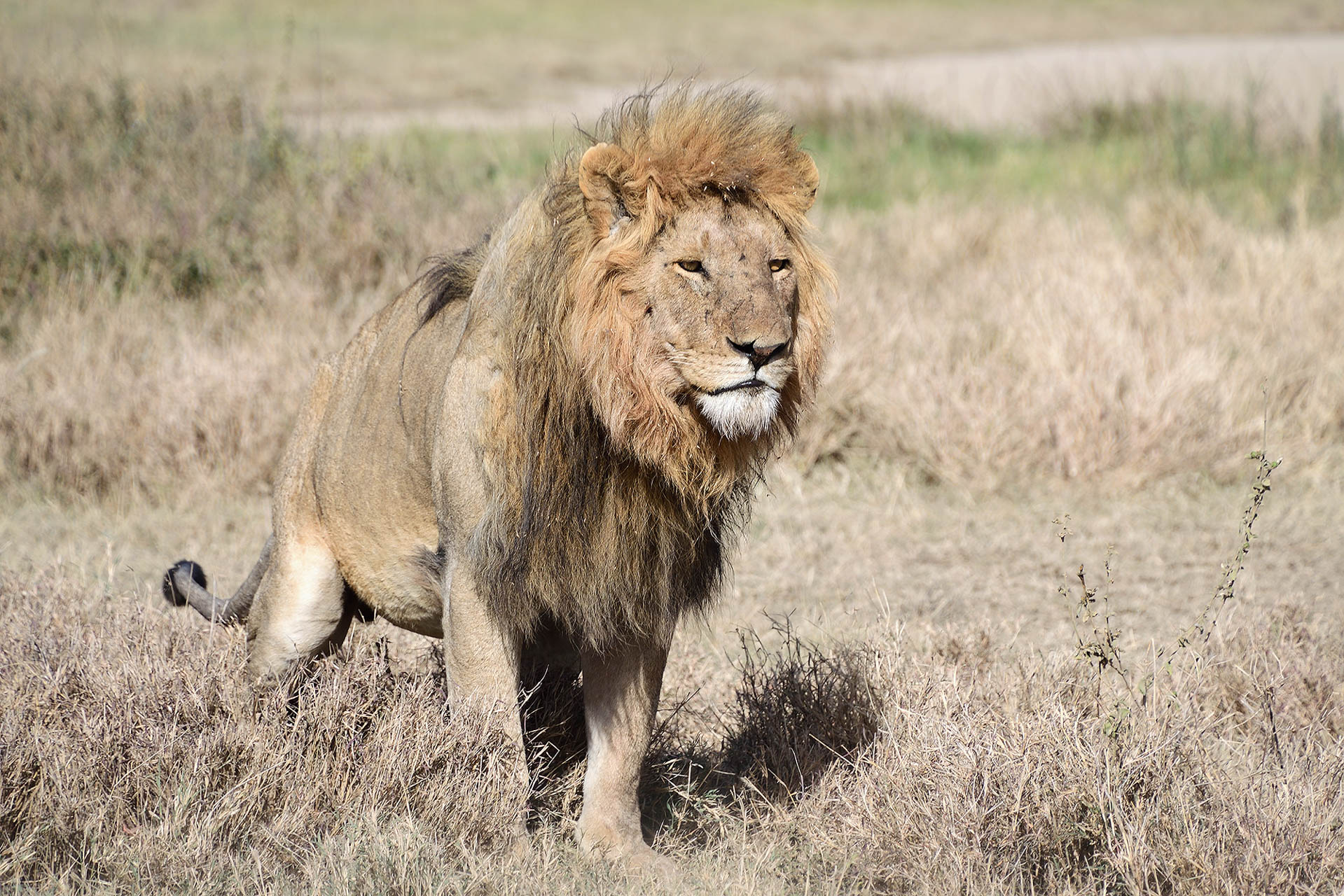 tanzania-safari-with-eastland-18