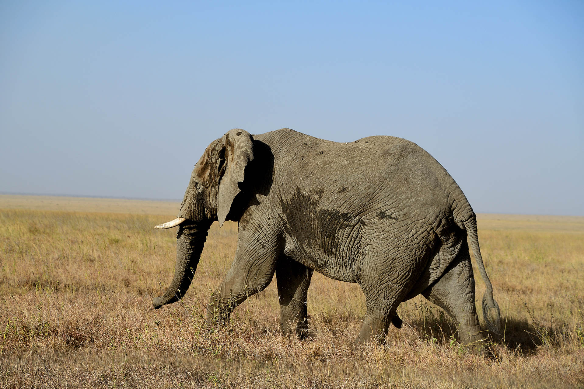 tanzania-safari-with-eastland-adventures-19