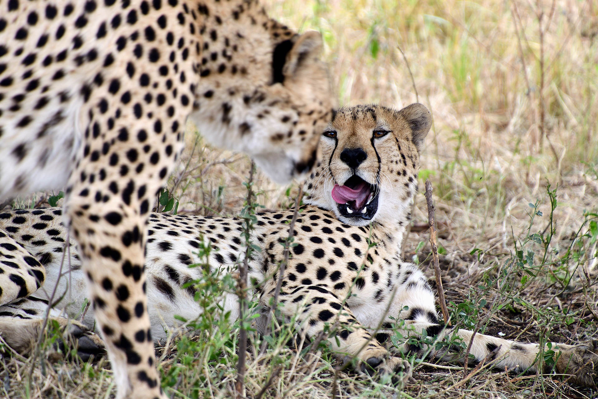 tanzania-safari-with-eastland-adventures-2