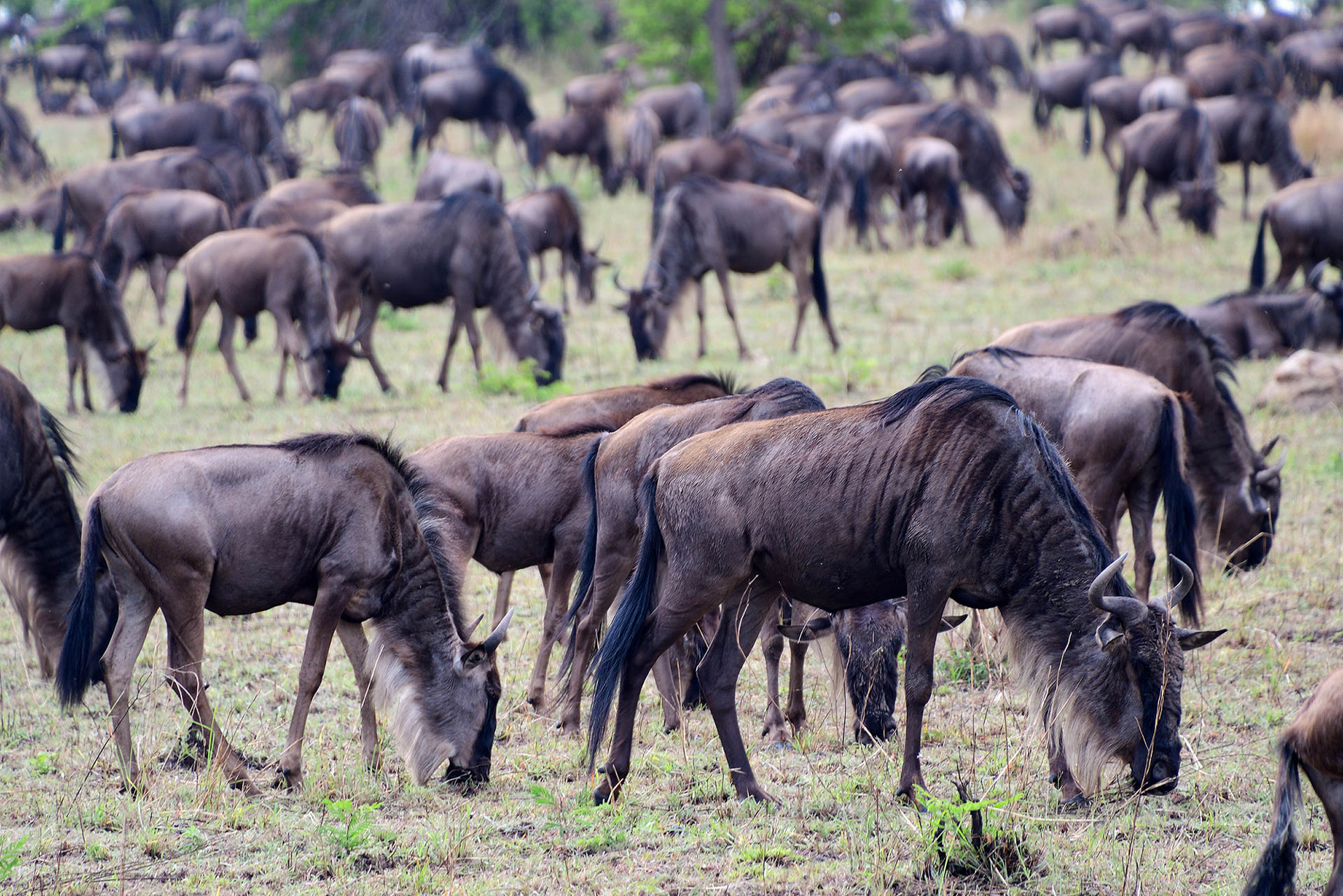 Tanzania-Safari-With-Eastland-Adventures-27