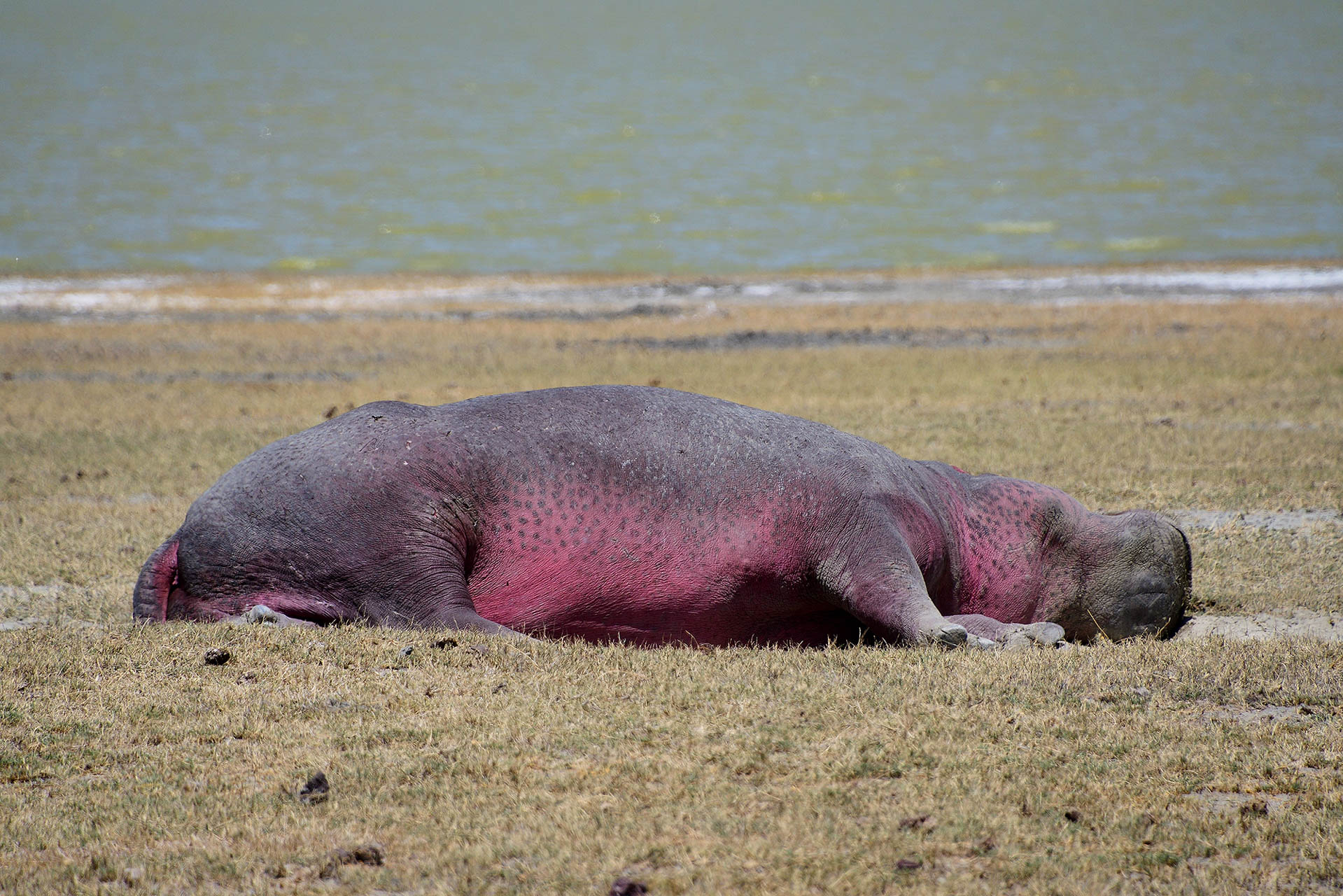 tanzania-safari-with-eastland-adventures-5
