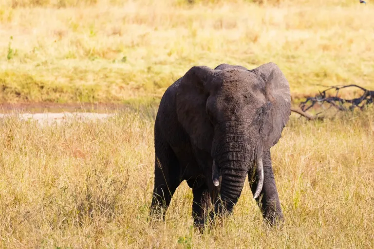 tarangire safari eastland-adventures