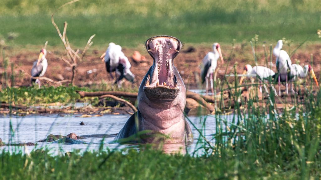Lake Manyara National Park