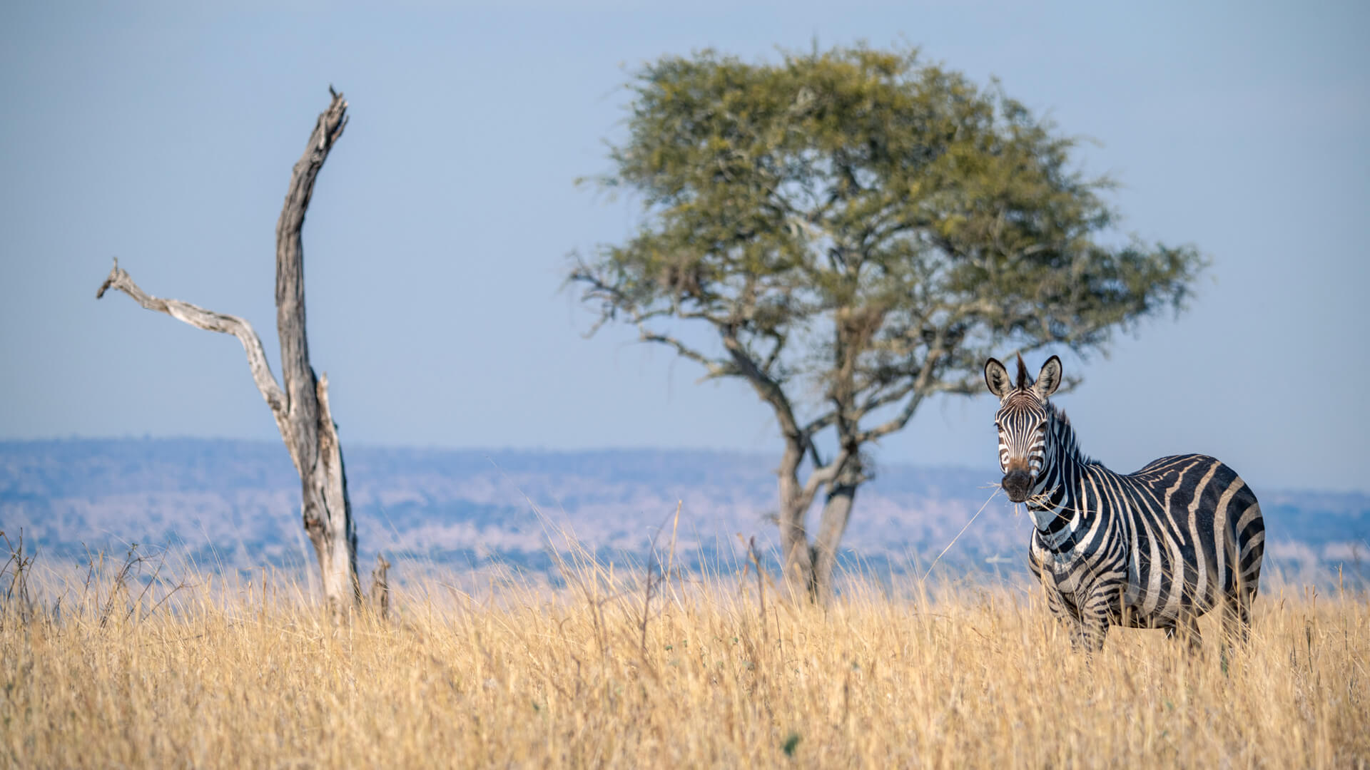 A-zebra-grazes-in-Tarangire-National-Park-Tanzania