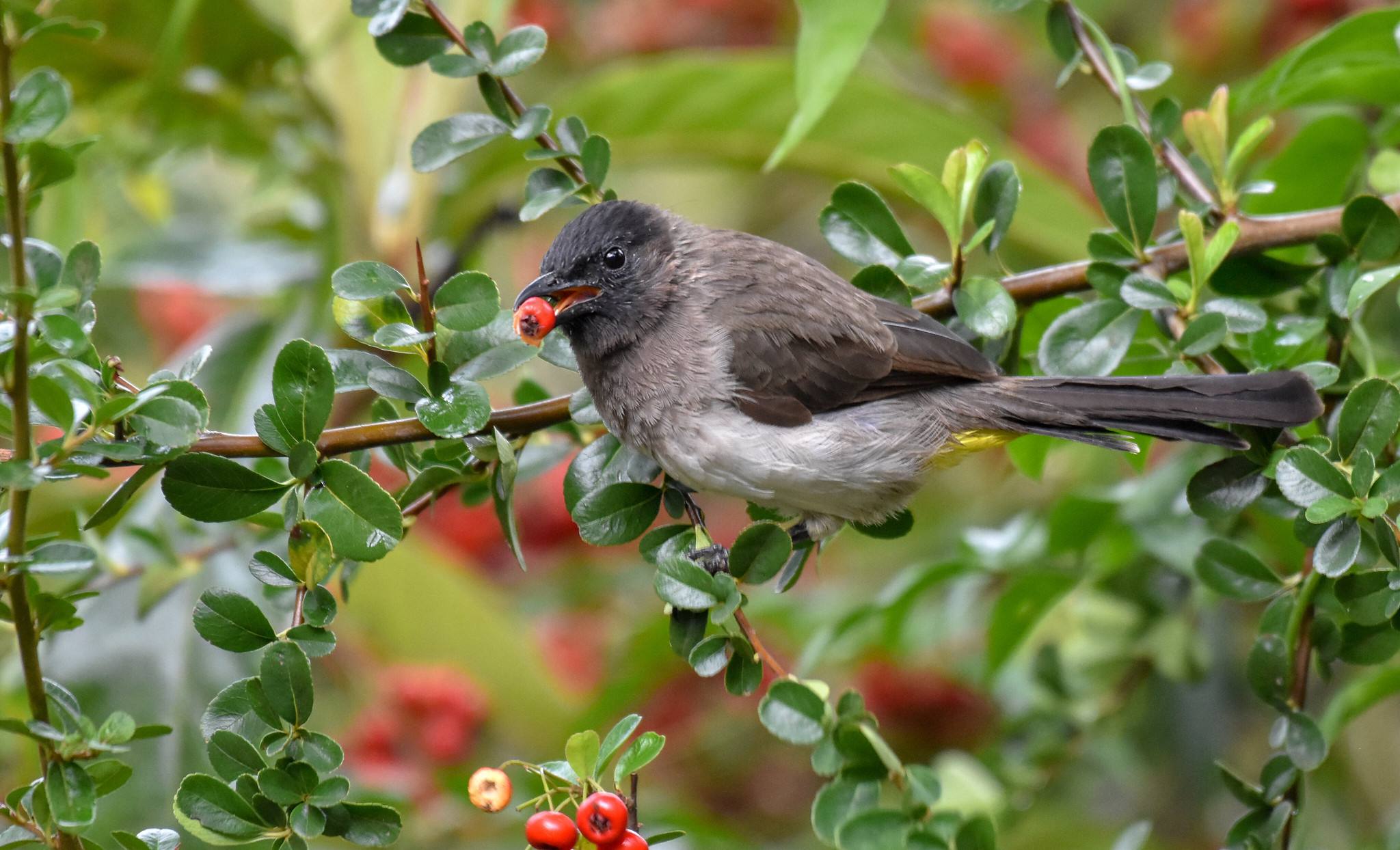 Birdslife_Common_Bulbul_Usambara_Mountains_1