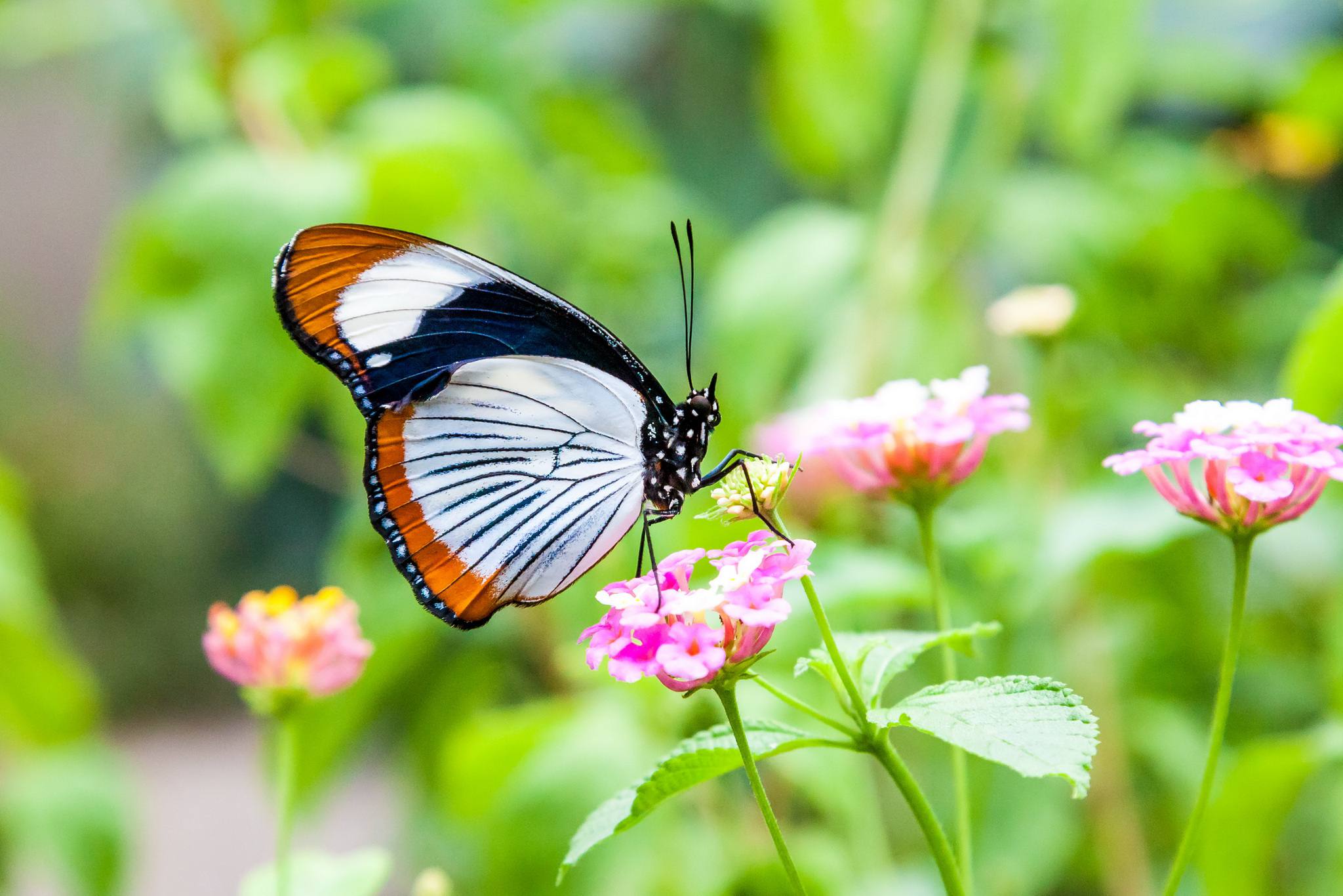 Butterfly_Usambara_Mountains_1