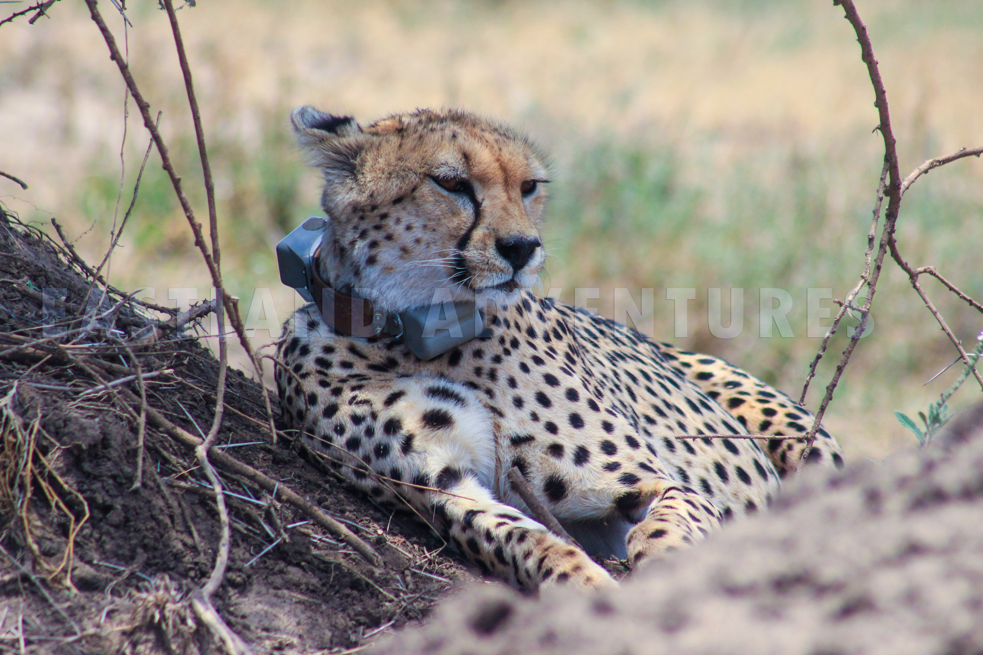 Tanzania Safari With Eastland Adventures (111)