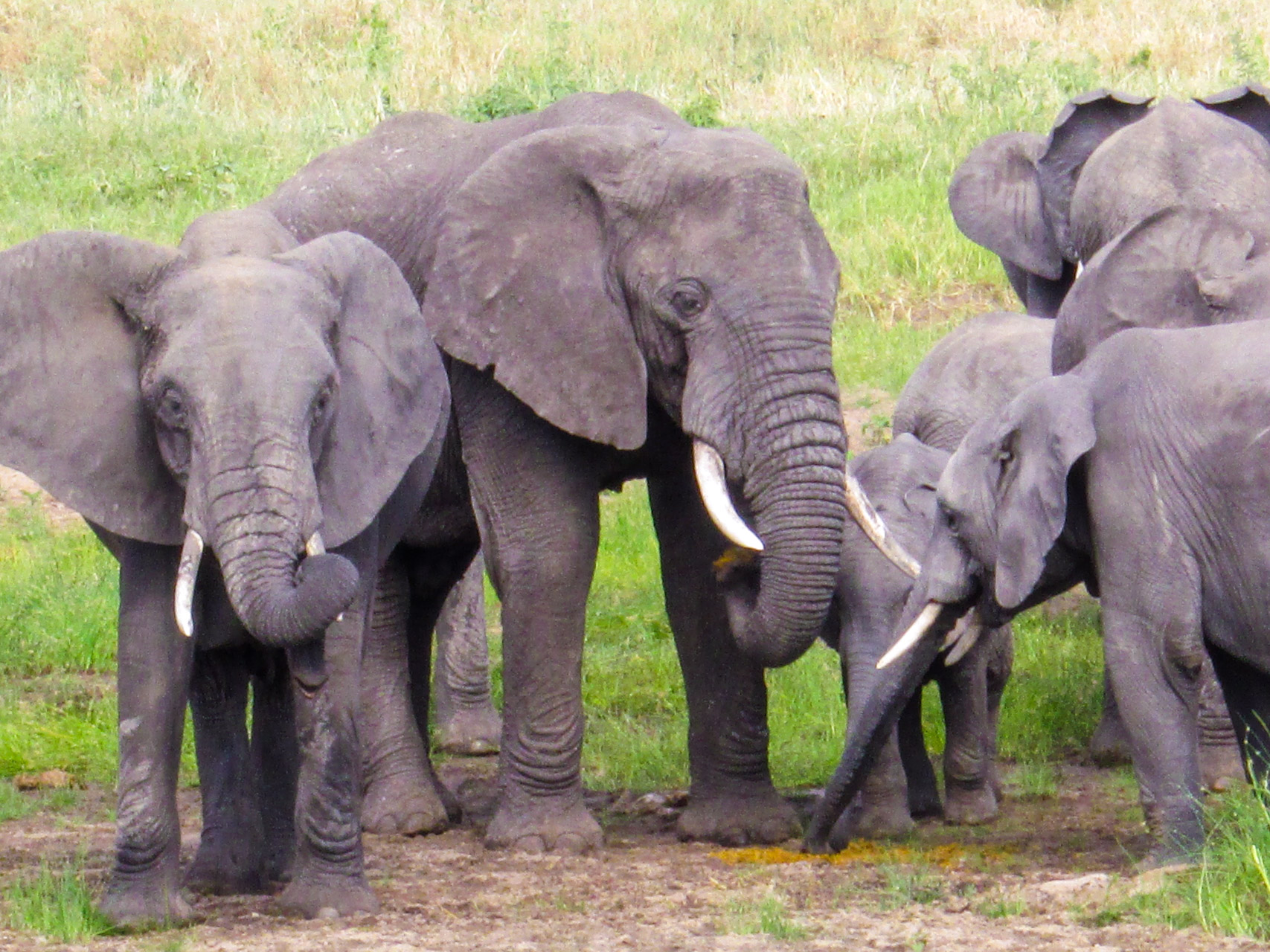 Tanzania Safari With Eastland Adventures (48)